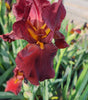 IRIS GERMANICA `BERNICE`S LEGACY`(RED)