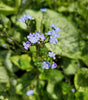 BRUNNERA MACROPHYLLA `QUEEN OF HEARTS`