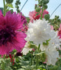 HOLLYHOCK - ALCEA `SPRING CELEBRITIES MIX`