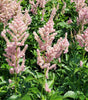 ASTILBE - `PEACH BLOSSOM’