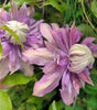 CLEMATIS - `DIAMANTINA`