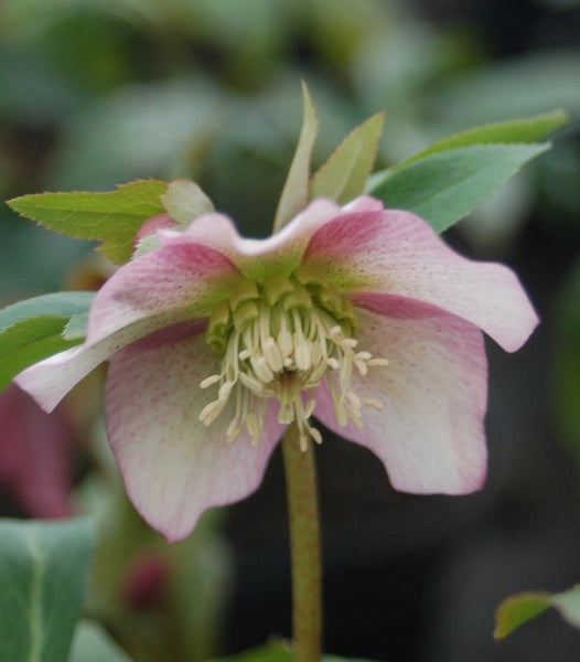 HELLEBORUS X HYB. `ROYAL HERITAGE`