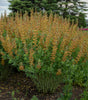 BAPTISIA - DECADENCE `CHERRIES JUBILEE`