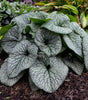 BRUNNERA MACROPHYLLA `QUEEN OF HEARTS`