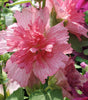 HOLLYHOCK - ALCEA `SPRING CELEBRITIES MIX`