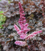 ASTILBE - `DARK SIDE OF THE MOON`