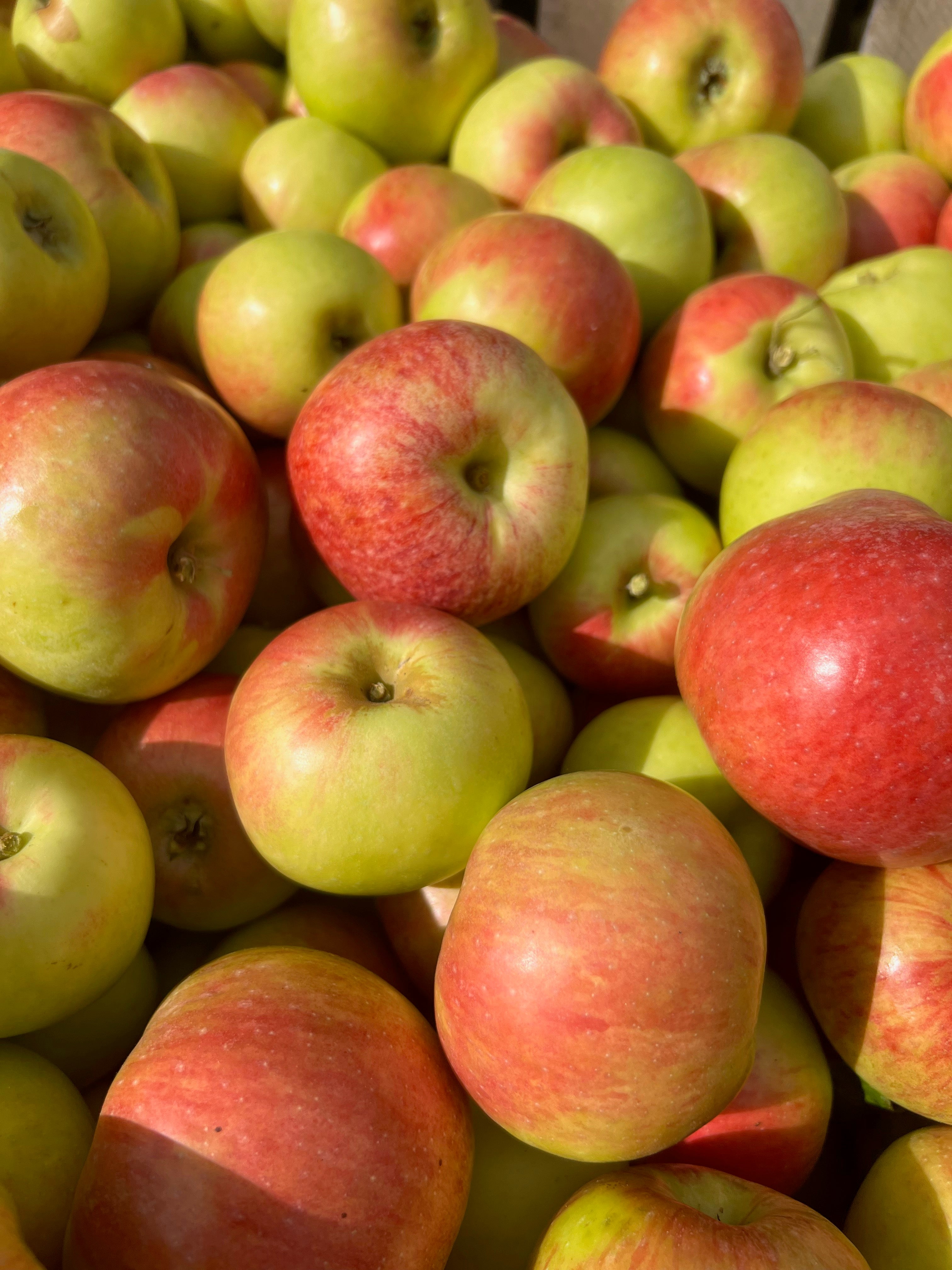 Gravenstein - bare root heirloom apple tree