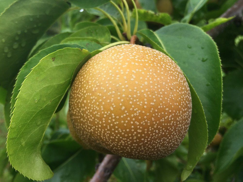 Asian Pear Tree - Hosui - Bare Root