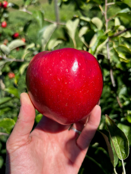 Hubbardston Nonesuch - bare root heirloom apple tree