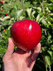 Hubbardston Nonesuch - bare root heirloom apple tree