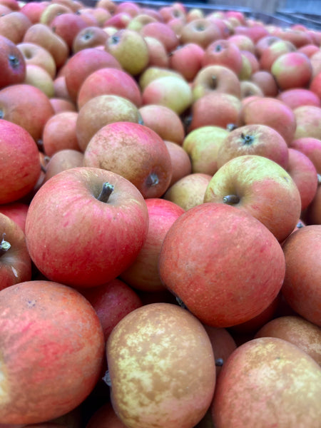 Court Pendu Plat - Heirloom Apple Tree - 2 Year Old Bare Root