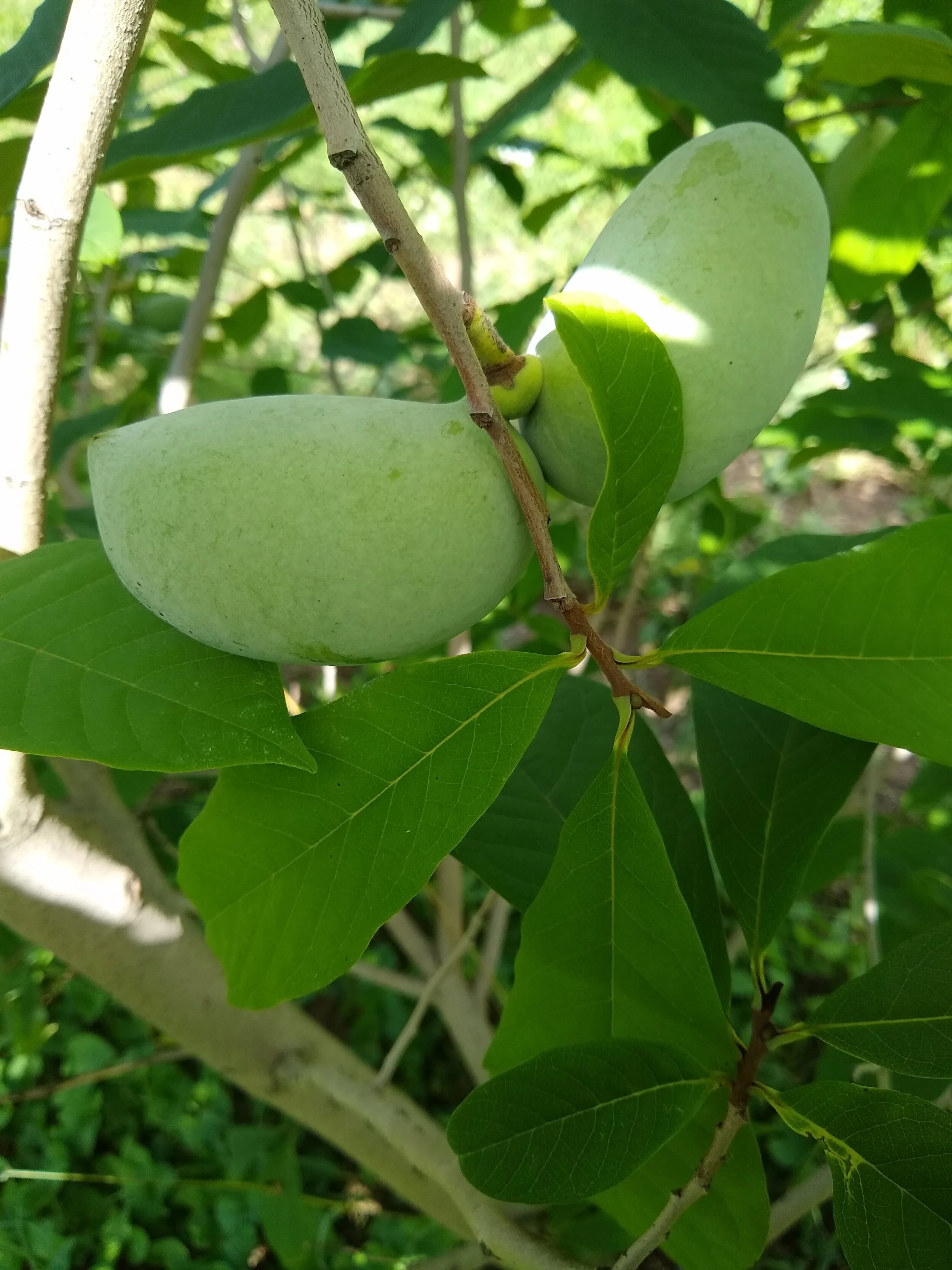Paw Paw Workshop - Saturday, October 11th 2025