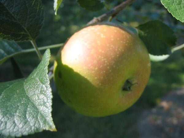 Peck's Pleasant - bare root heirloom apple tree