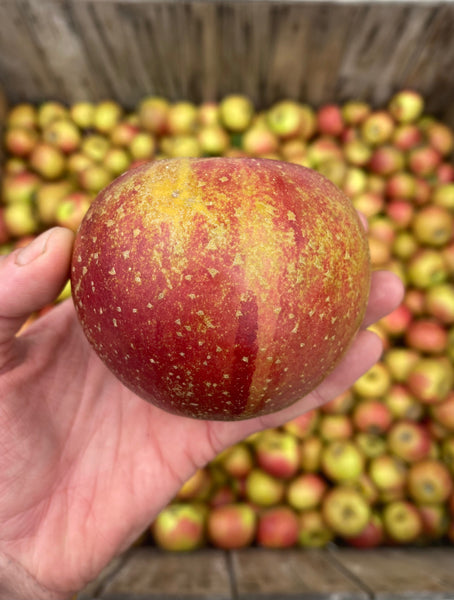 Reine de Reinette - bare root heirloom apple tree