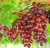 Grapes - Reliance (Seedless) - 2 gallon pot