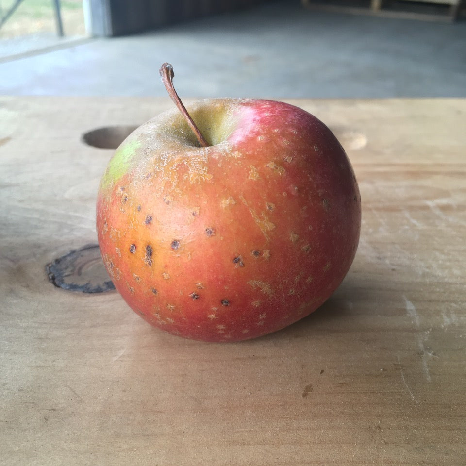 Smokehouse - bare root heirloom apple