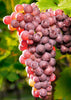 Grapes - Reliance (Seedless) - 2 gallon pot