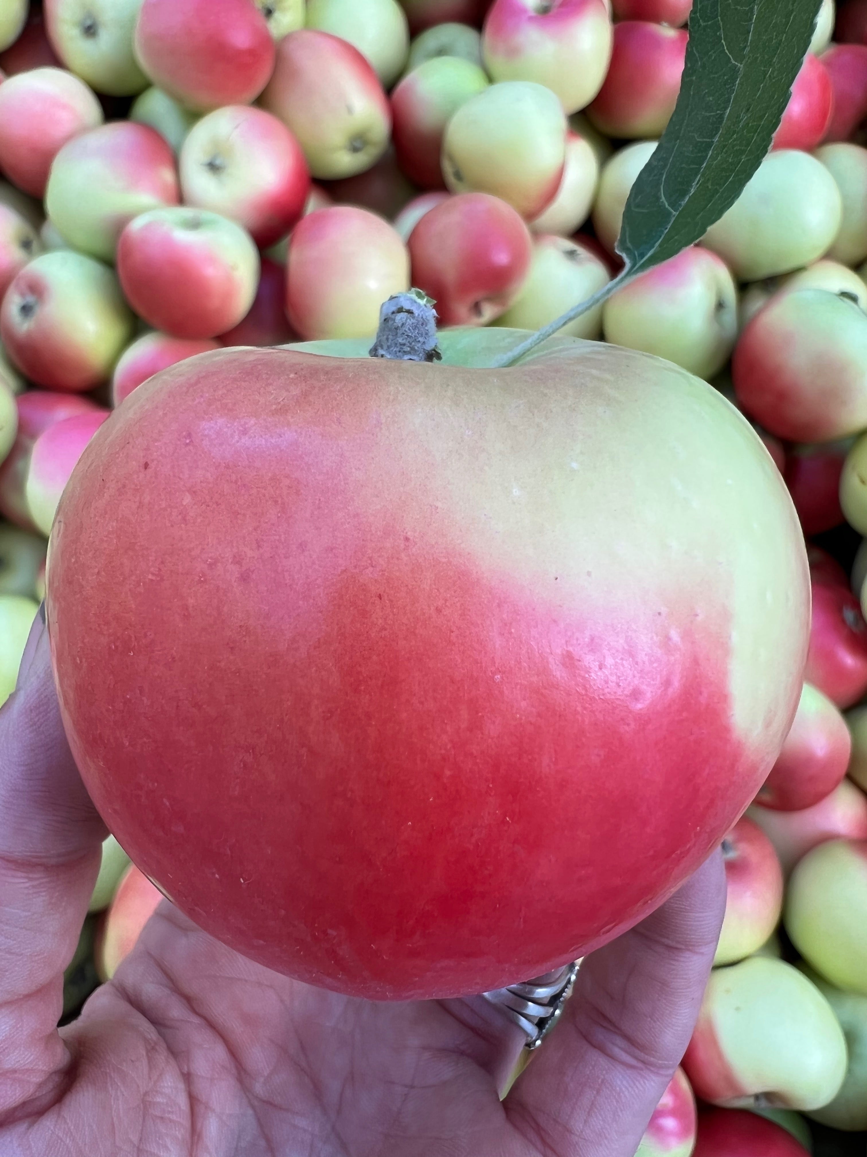 Winter Banana - heirloom apple tree