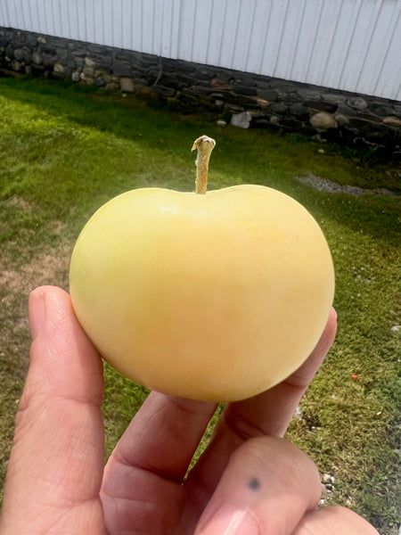 Yellow Transparent - potted heirloom apple tree