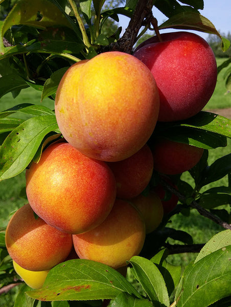 Plum Tree - Early Golden - Bare Root