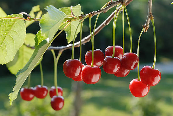 Cherry Tree - Montmorency - Bare Root