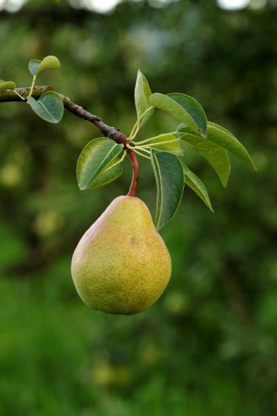 Pear Tree - Bartlett - Bare Root