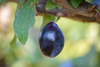 Plum Tree - Italian Prune - Potted