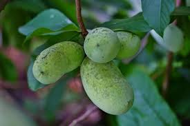 Pawpaw trees