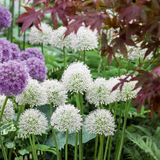 Mount Everest- Allium