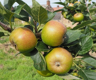 Ashmead's Kernal Scions