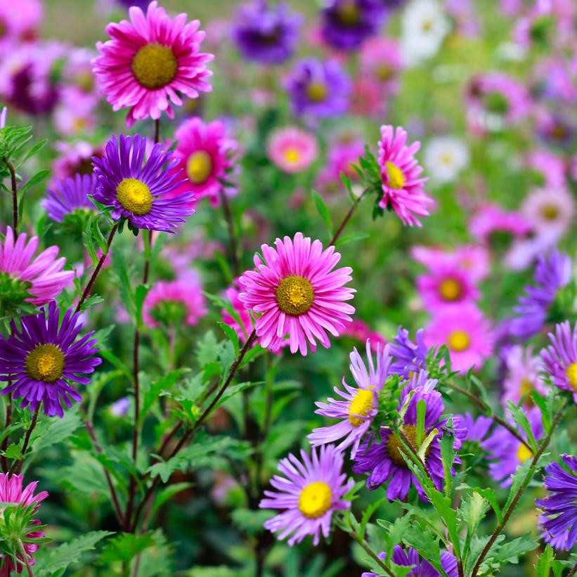 Mixed Medley of Aster- 2 Gallon Pot