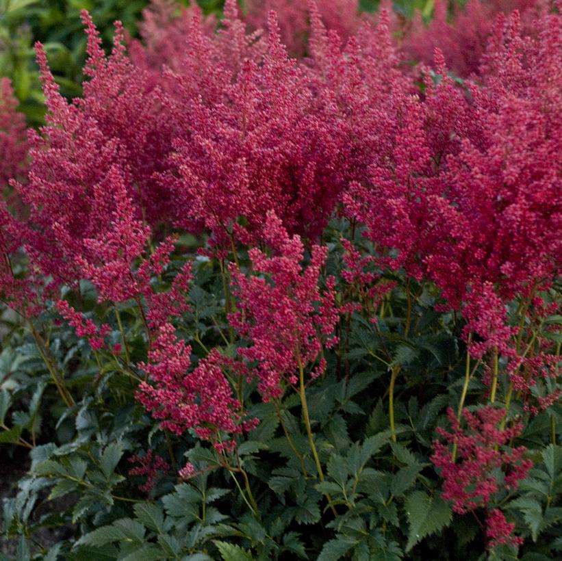 Astilbe Montgomery- 2 Gallon Pot