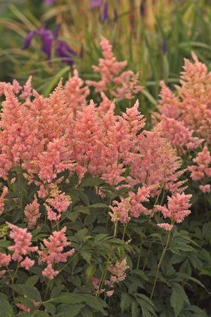 Astilbe Peach Blossom- 1 Gallon Pot