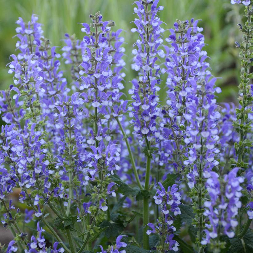 Salvia Color Spires® Azure Snow- 1 Gallon Pot