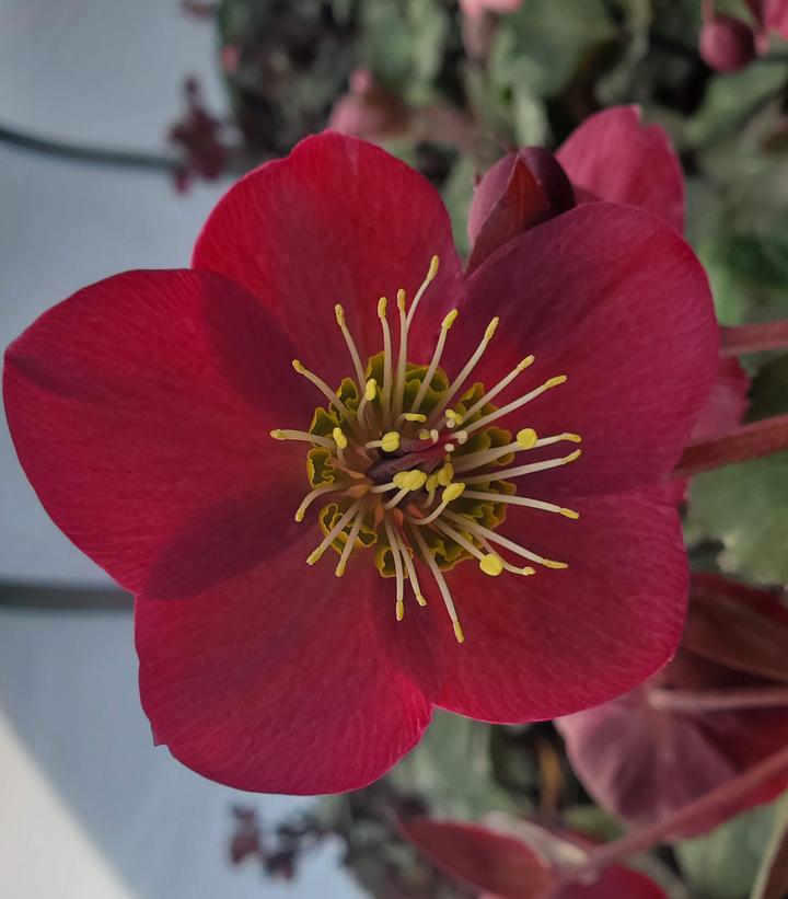 Bayli's Blush Hybrid Lenten Rose (Helleborus x Frostkiss)- 8" Pot