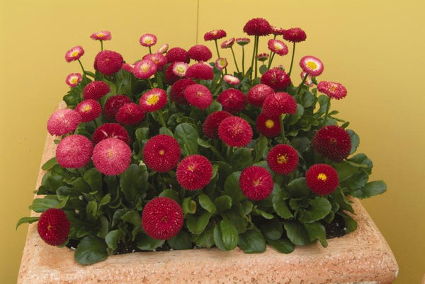 Bellissima™ Red English Daisy (Bellis Perennis)- 1 Gallon Pot