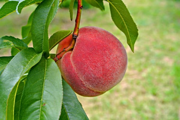 Peach Tree - Bellaire - Potted and Bare Root