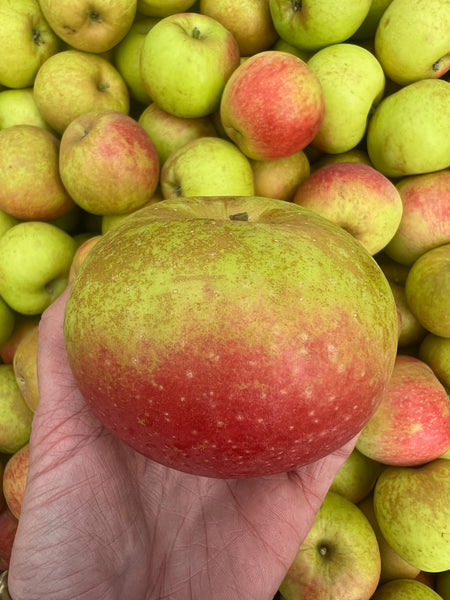 Belle de Boskoop - bare root heirloom apple tree