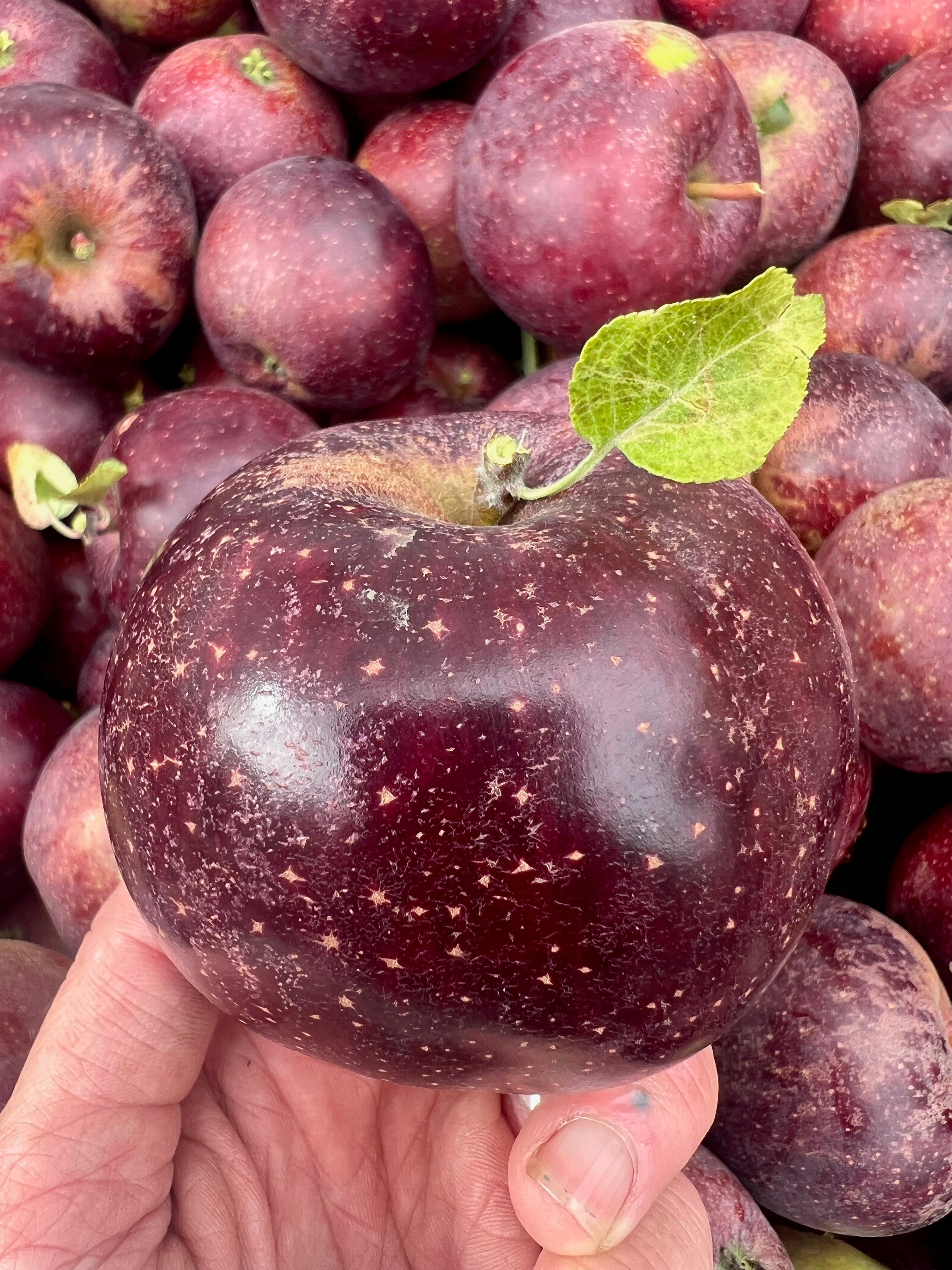 Black Oxford  - bare root heirloom apple tree