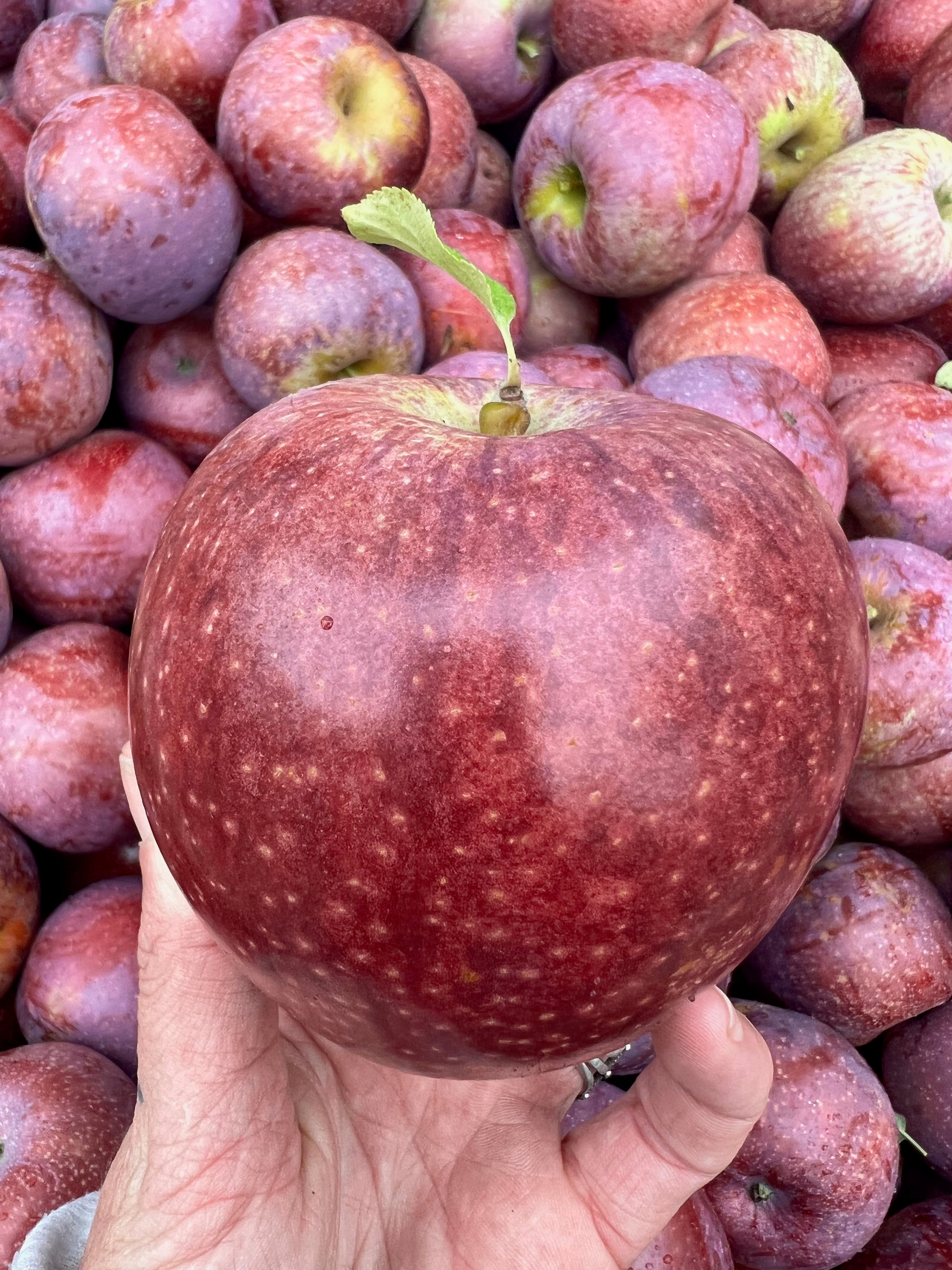 Blue Pearmain - bare root heirloom apple tree