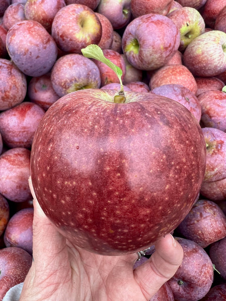 Blue Pearmain - bare root heirloom apple tree