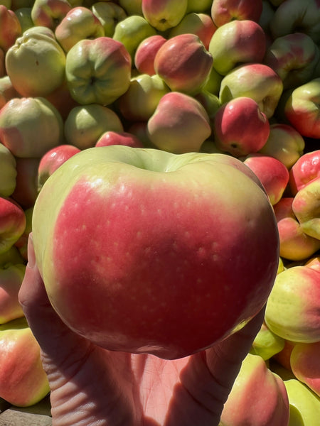 Calville Blanc d'Hiver - bare root heirloom apple tree