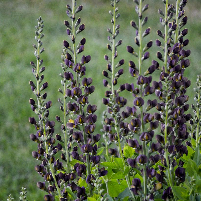 Dark Chocolate False Indigo (Baptisia)- 1 Gallon Pot