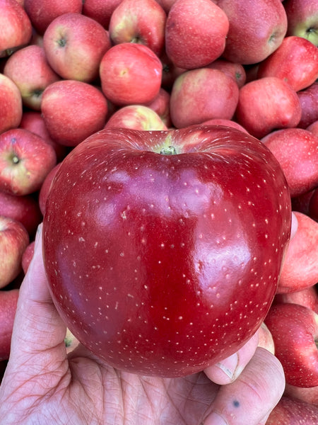 Esopus Spitzenburg- heirloom apple tree