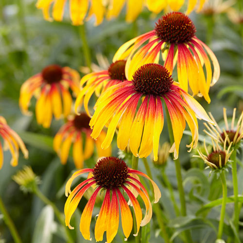 Echinacea Fiery Meadow Mama™- 8" Pot