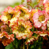 Geum Petticoats™ Peach- 8" Pot