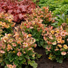 Geum Petticoats™ Peach- 8" Pot