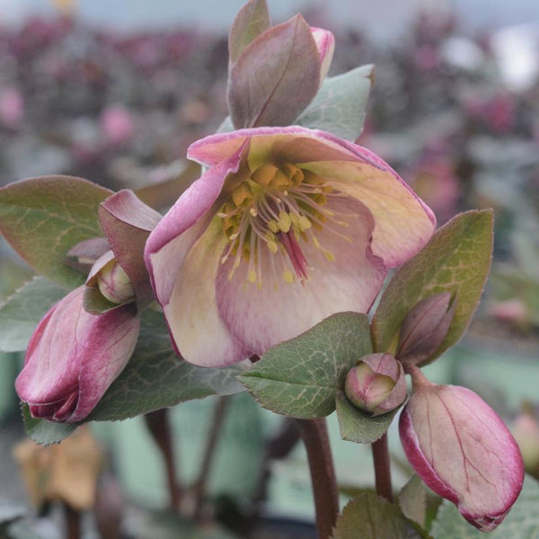 Glenda's Gloss Lenten Rose (Helleborus x Frostkiss)- 8" Pot