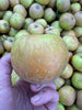 Golden Russet - bare root heirloom apple tree