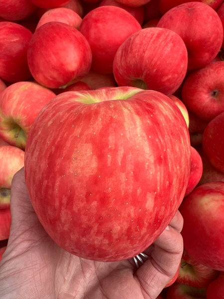 Honeycrisp - apple tree